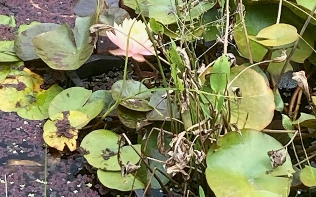 The Art of Close Attention